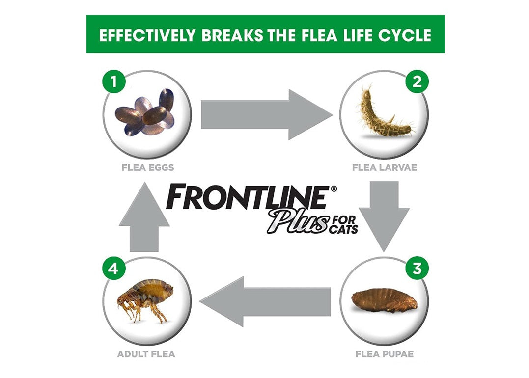 FRONTLINE PLUS FOR CATS FLEA & TICK CONTROL TREATMENT 3 DOSES-5